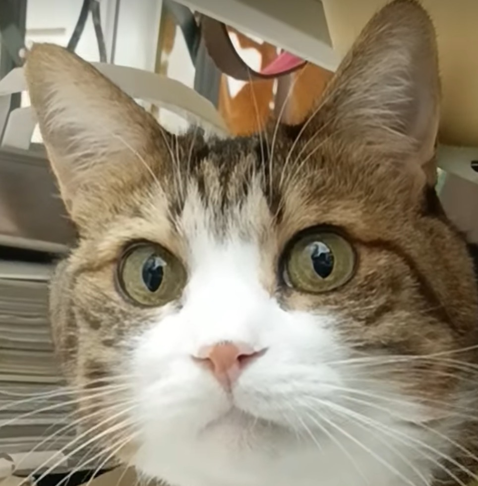 ���炫�炨�߂�