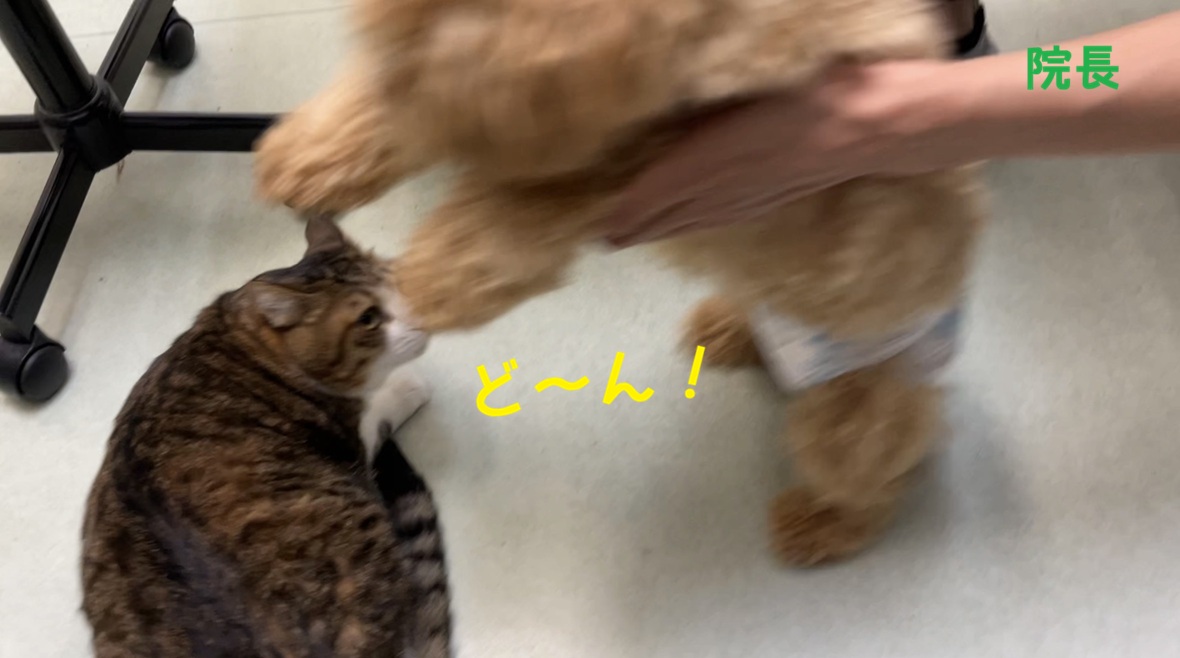どーん