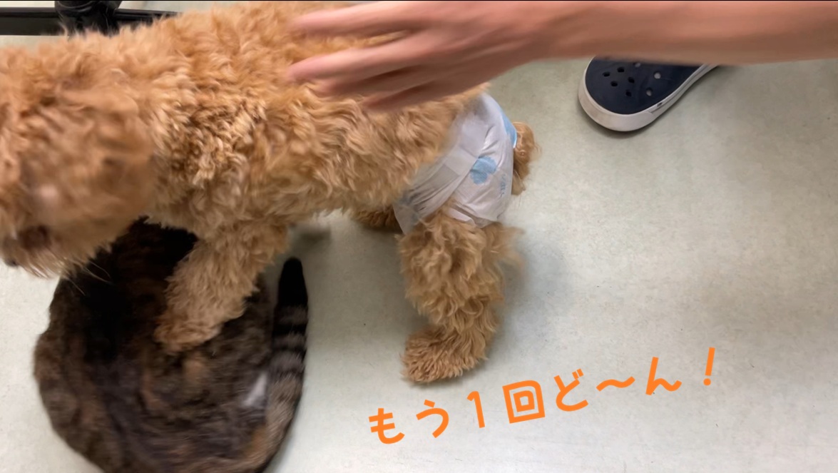 アゲイン