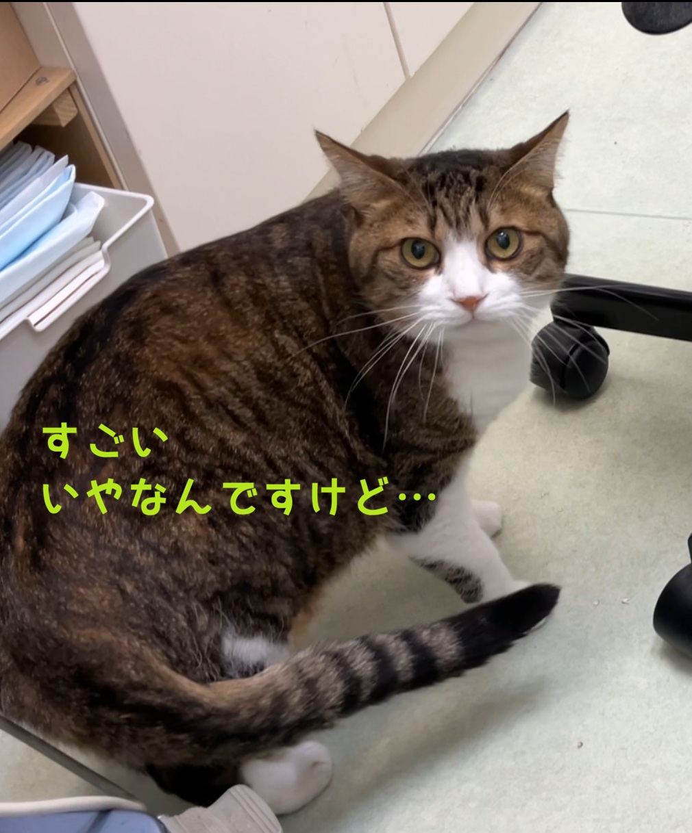 すごいいや