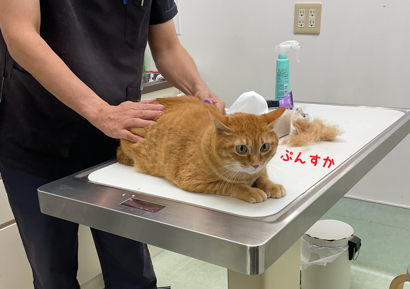 まきちゃん