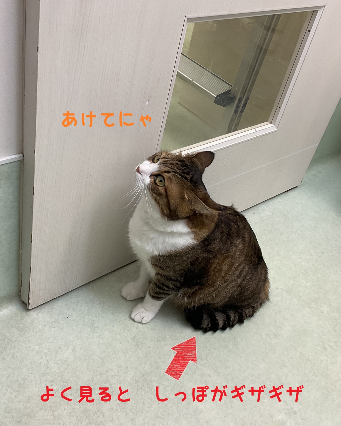 あけてにゃ
