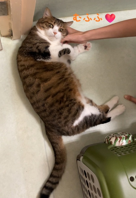 �ނӂ�