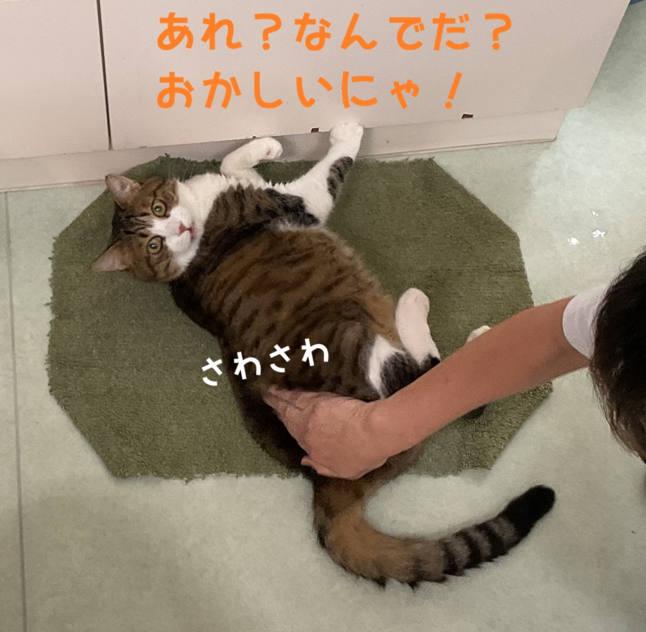 ���q����̏P��