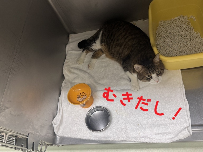 �ނ������I